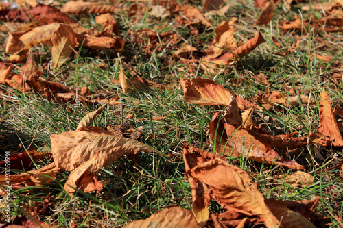Dry autumn leaves on the grass