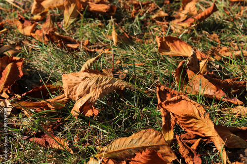 Dry autumn leaves on the grass