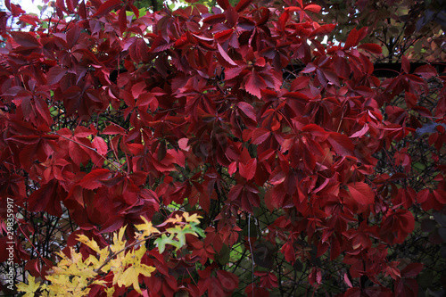 Beautiful red autumn leaves. It is autumn