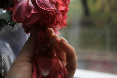 Hand holds flower on window background