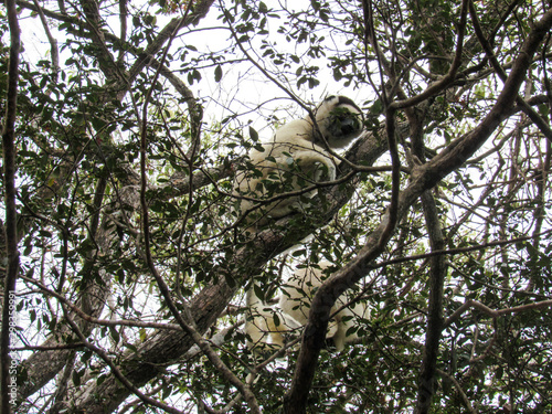 Ring-tailed lemur sitting on between tree branches at rainforest in Madagascar