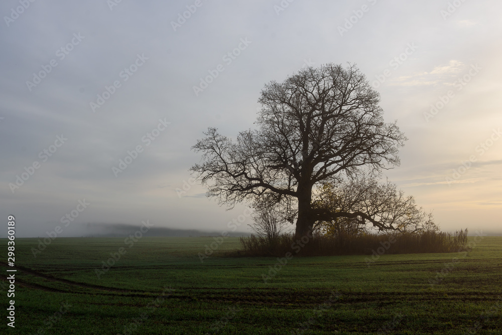 Trees on field in fog. Foggy morning. Fall season.