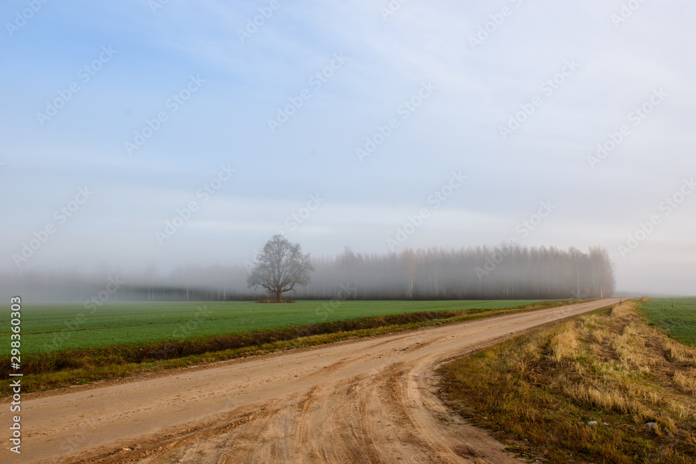 Fog above countryside road. Foggy morning. Fall season.