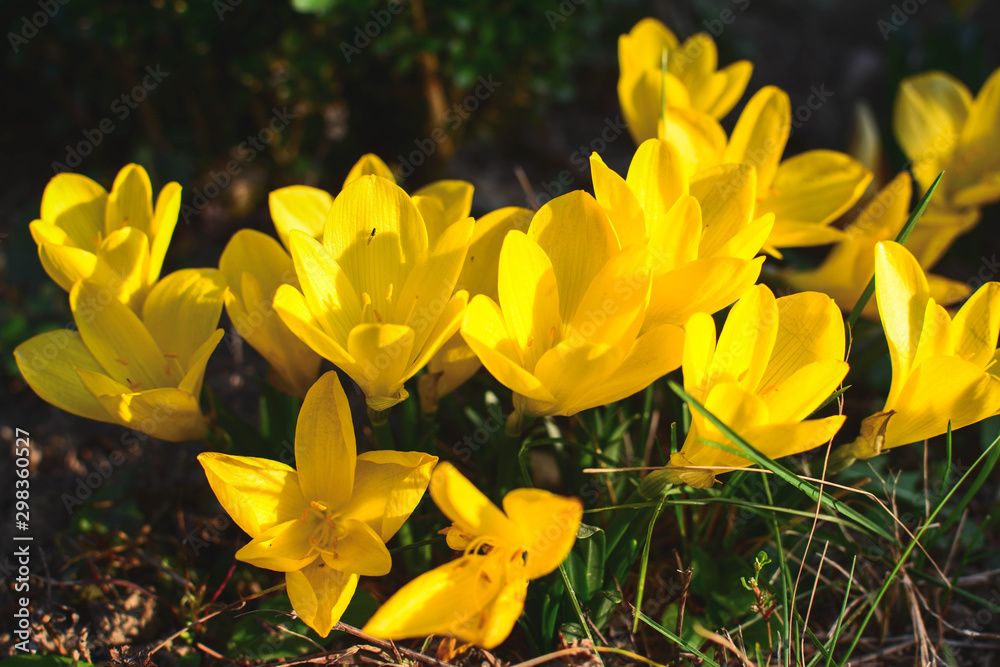 Fototapeta premium plants of autumn daffodil, sternbergia lutea. Beautiful flower backgrounds for sayings or postcards. Texture of various garden flowers, top view