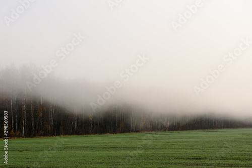 Deep fog above field in countryside, near forest. Foggy morning. Fall season.