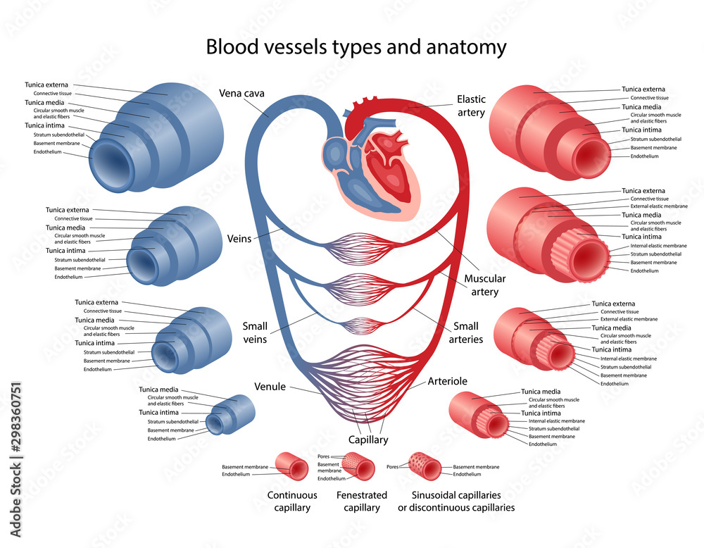 Five Types Of Blood Vessels circulatory-system-drawing-at-getdrawings-free-download