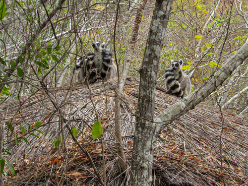 Ring tailed Lemur at their natural green habitat in Madagascar.