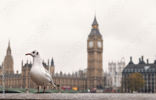 Gaviota posando frente al big ben