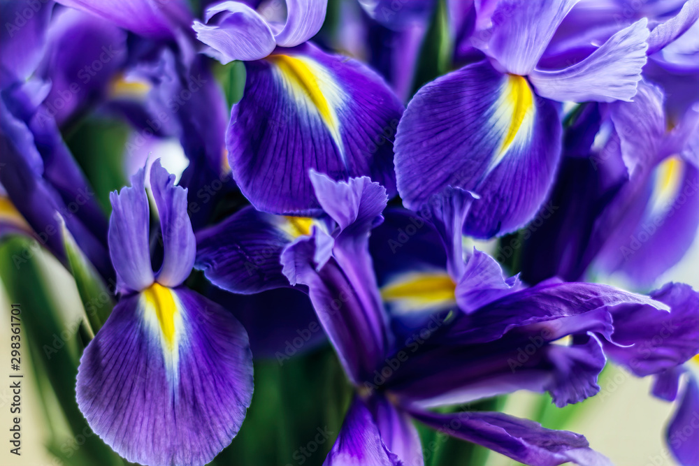 Irises Closeup