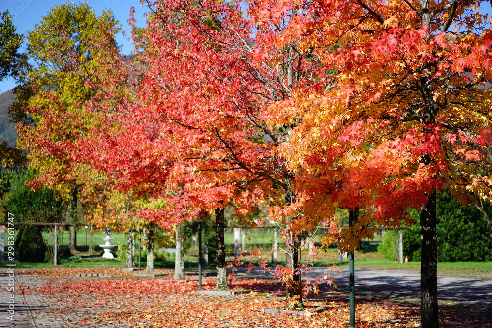 autumn in the park