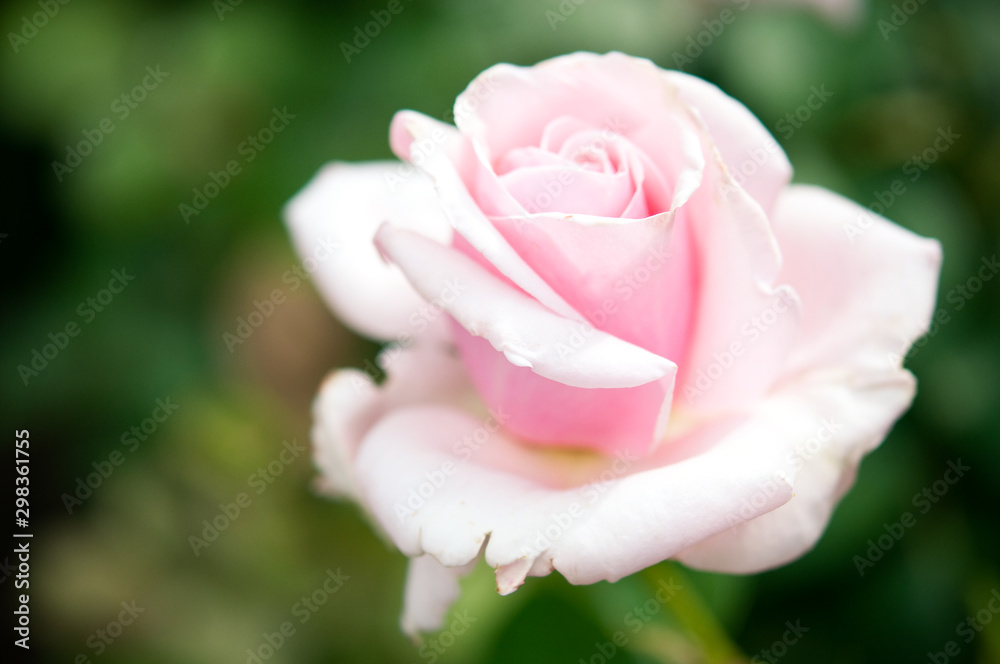 pink rose in garden pink rose in garden