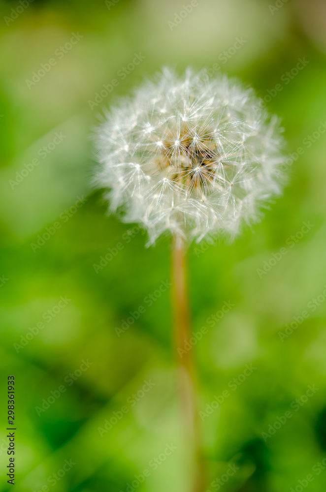 Close up, one dandelion flower with white seeds Close up, one dandelion flower with white seeds