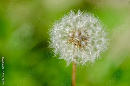 Close up  one dandelion flower with white seeds