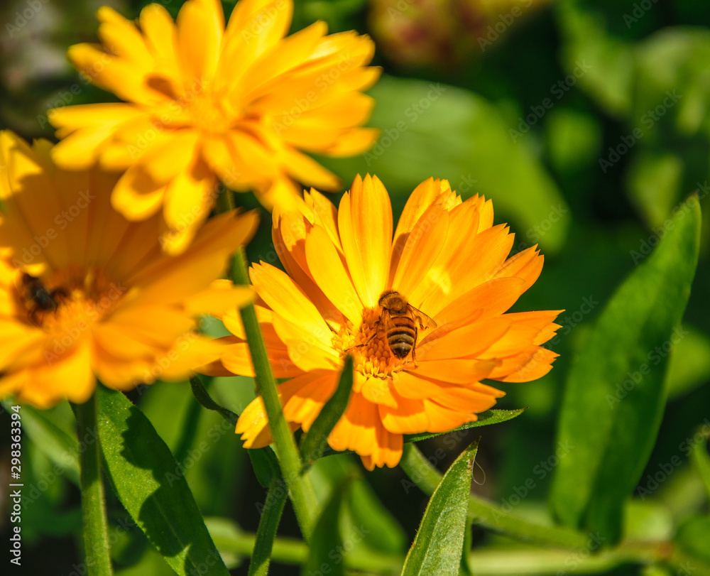 Orange marigold flower with a sitting bee on a bright sunny day close-up. Orange marigold flower with a sitting bee on a bright sunny day close-up.
