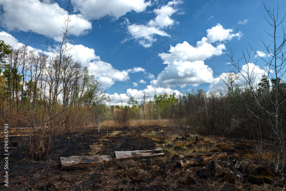 Consequences of a forest fire in a spring forest nature danger