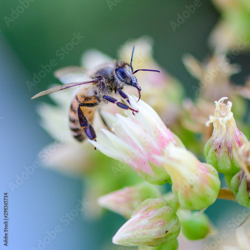 bee on white succulent flower