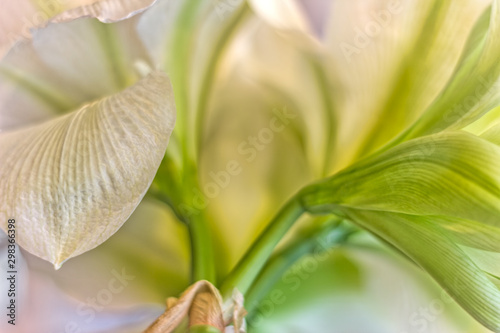 White and Green Amaryllis Closeup