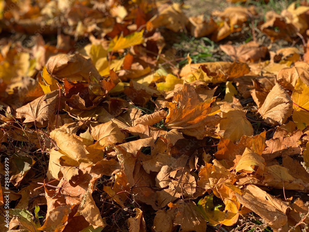 Fototapeta premium Background with fallen maple leaves.