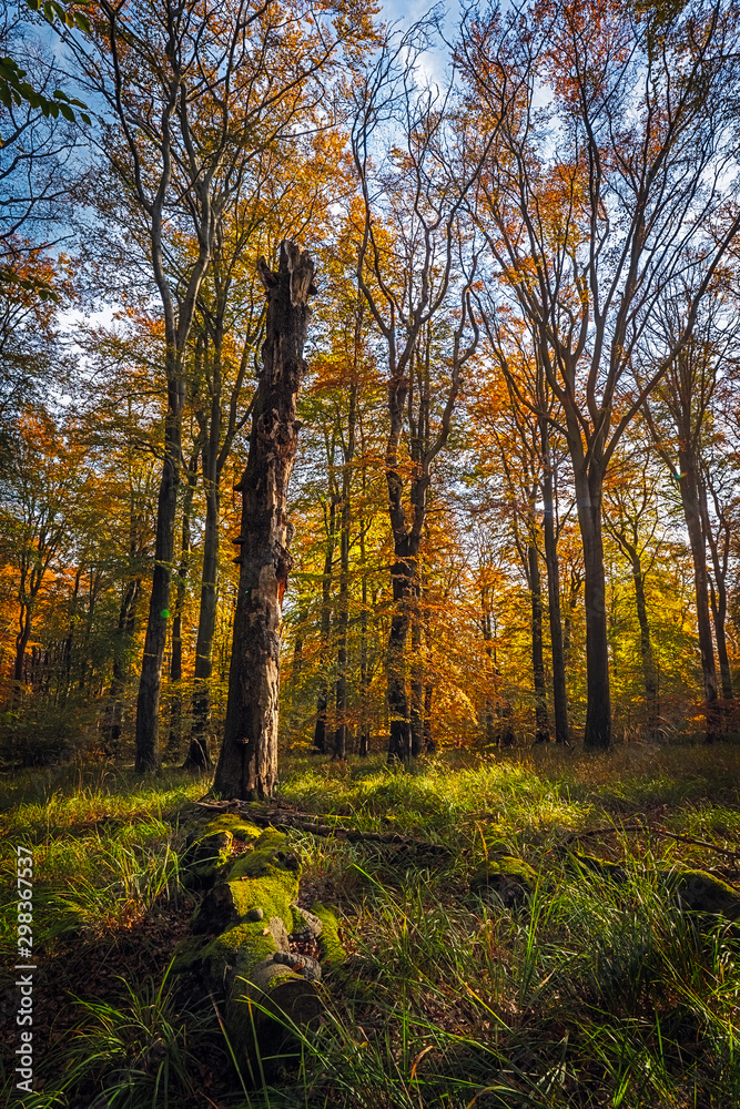  Beautiful sunset in the woods, autumn  forest colours