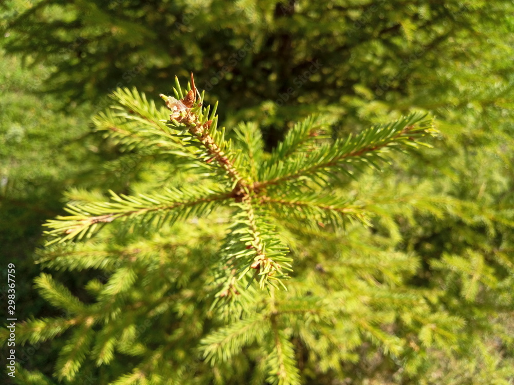green spruce branches for the new year
