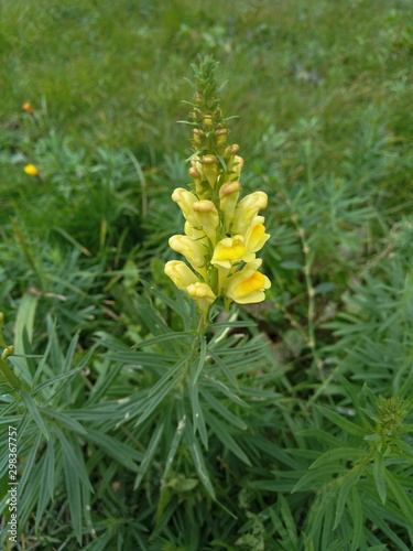 Tree Lupin Lupinus arboreus