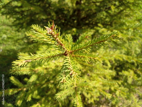 green spruce branches for the new year