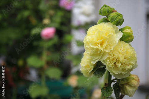 Alcea Plant Family Yellow