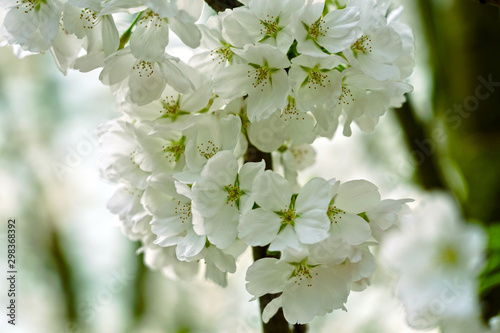 The whiteness and beauty of cherry blossoms.