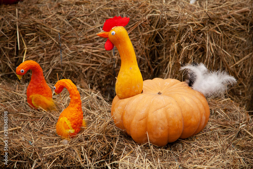 pumpkins in honor of the celebration of autumn and Halloween. festival of vegetables. funny bird chicken made of pumpkins photo