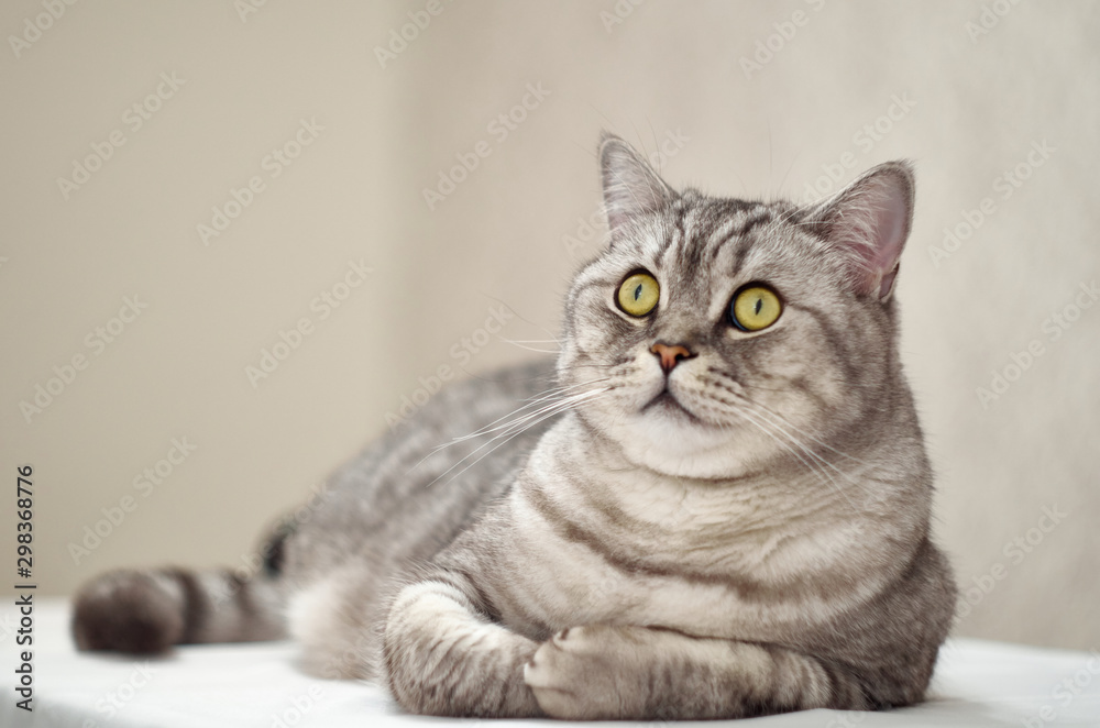 Tabby cat lies on its side on a white table. The British cat lies on its right side on a white surface and looks up.