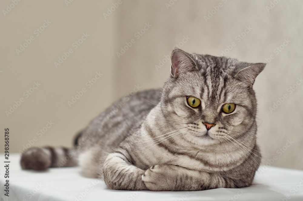 Tabby cat lies on its side on a white table. The British cat lies on its right side on a white surface and looks down.