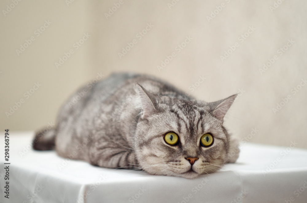 British cat lies on the table and looks up. Gray cat lies on a white tablecloth.