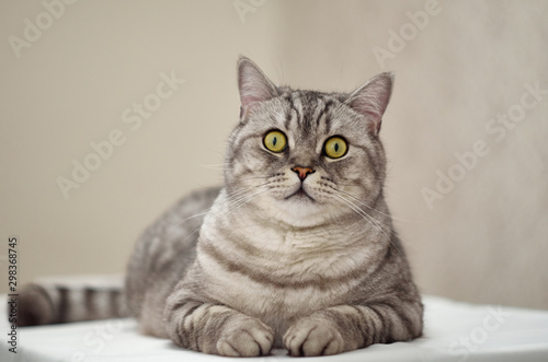 The British cat lies on its right side on a white surface and directly into the camera. Tabby cat lies on its side on a white table.