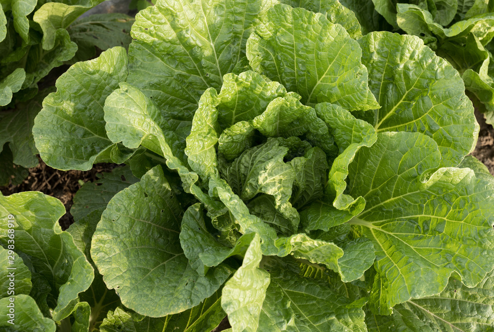 Chinese cabbage field at northern China Chinese cabbage field at northern China