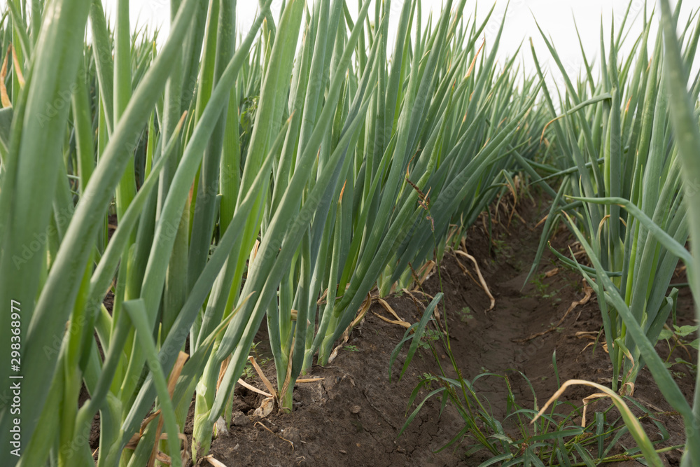 Fototapeta premium Green Chinese onion crops in growth at field