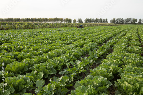 Chinese cabbage crop growing at field