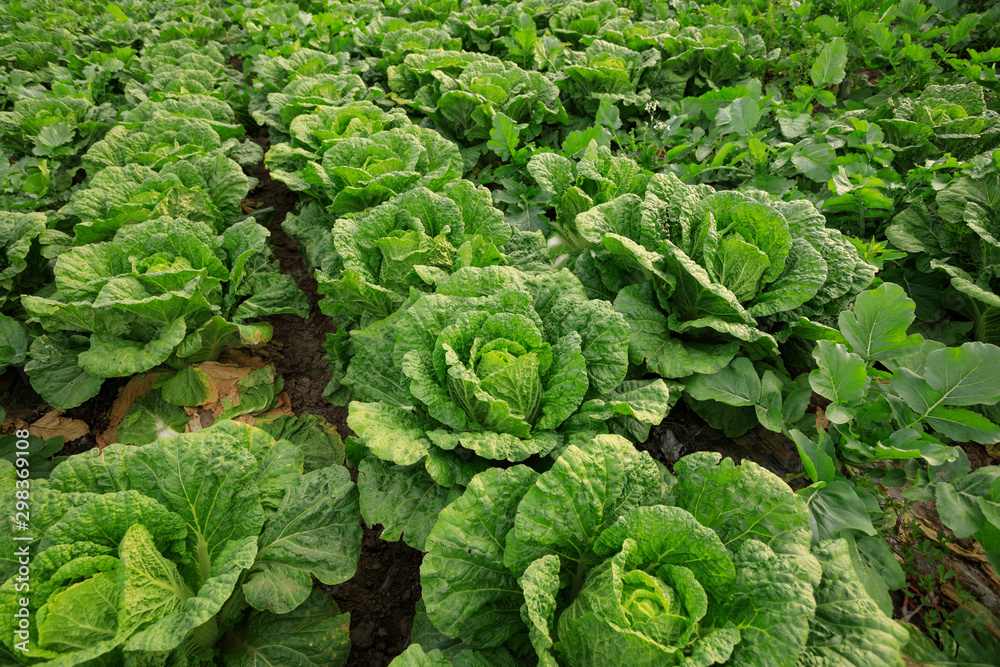 Chinese cabbage crop growing at field Chinese cabbage crop growing at field