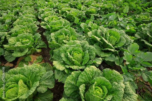 Chinese cabbage crop growing at field