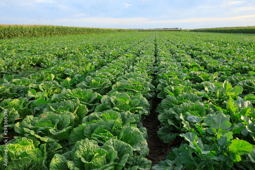 Chinese cabbage crop growing at field Chinese cabbage crop growing at field
