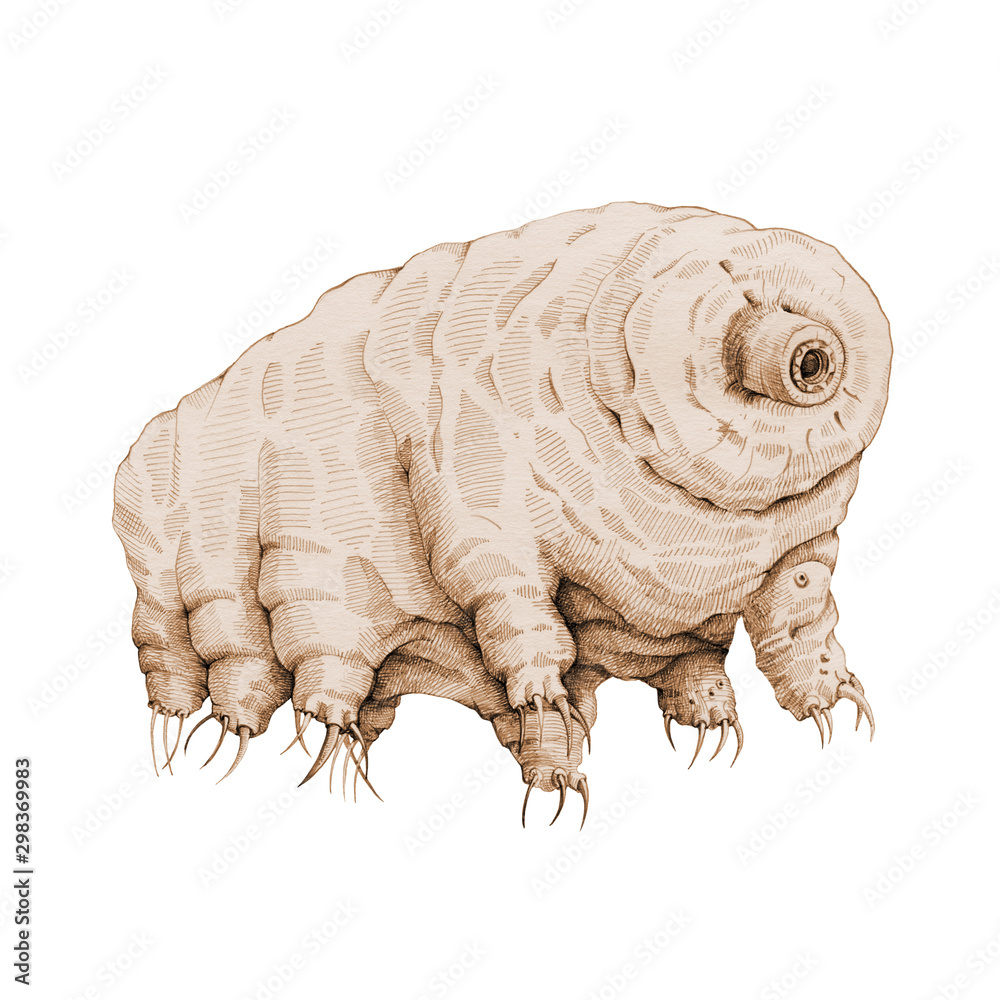 Tardigrade microscopic grachic illustration. Hand drawn water bear zoology smallest  animal. Sepia ink image of animalcule, perfect for science research,  isolated on white background. Stock Illustration | Adobe Stock