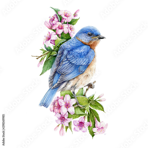 Bluebird sitting on blooming weigela pink bush watercolor illustration. Eastern sialia bird among tender spring flowers with green leaves. Isolated on the white background. 