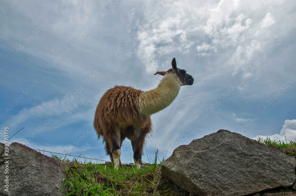 Fototapeta premium Alpaca Friend