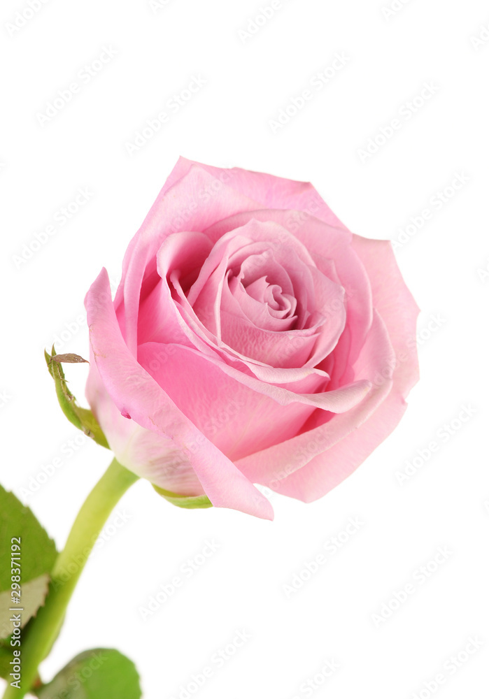 Closeup of soft pastel pink rose against white background in vertical format with copy space. Closeup of soft pastel pink rose against white background in vertical format with copy space.