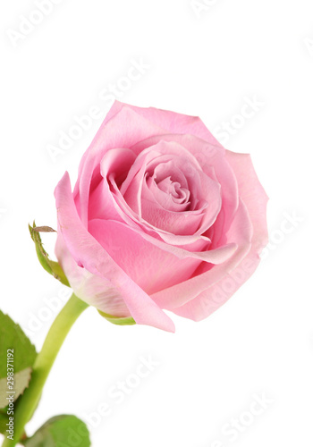 Closeup of soft pastel pink rose against white background in vertical format with copy space.