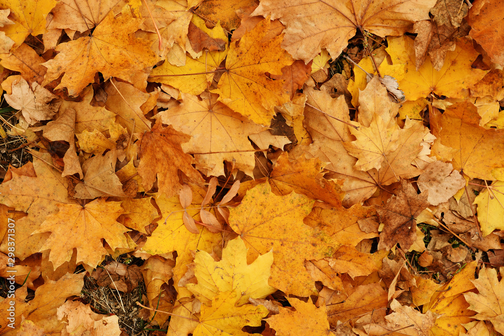 Background of autumn yellow leaves