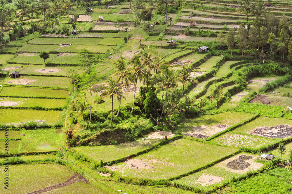 Green rice terraces in Bali, Indonesia.