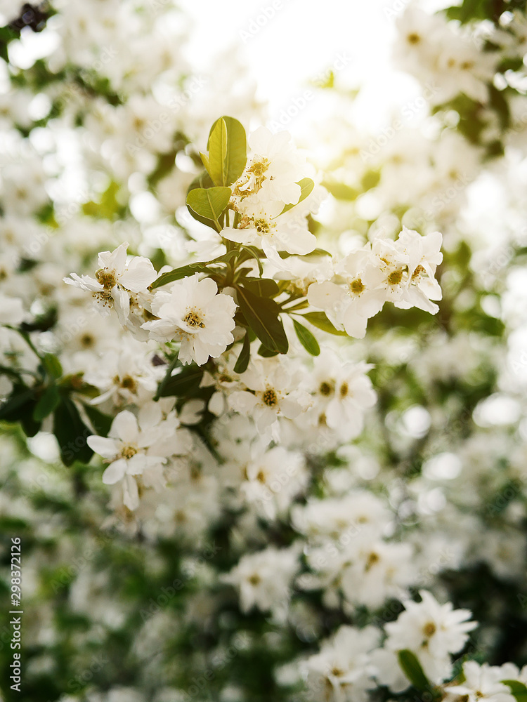 Close-up of cherry blossom white flower growing in green leaves in spring garden. Wallpaper concept, print Gardening idea. Selective focus. Warm yellow effect shine. Trendy color. Bloom love concept