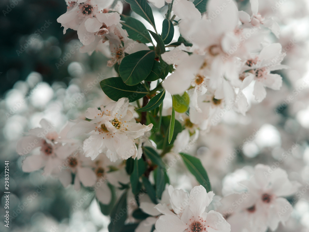 Obraz premium Close-up of cherry blossom white flower growing in green leaves in spring garden. Wallpaper concept, print Gardening idea. Selective focus. Dreamy pink effect. Trendy color. Bloom love concept