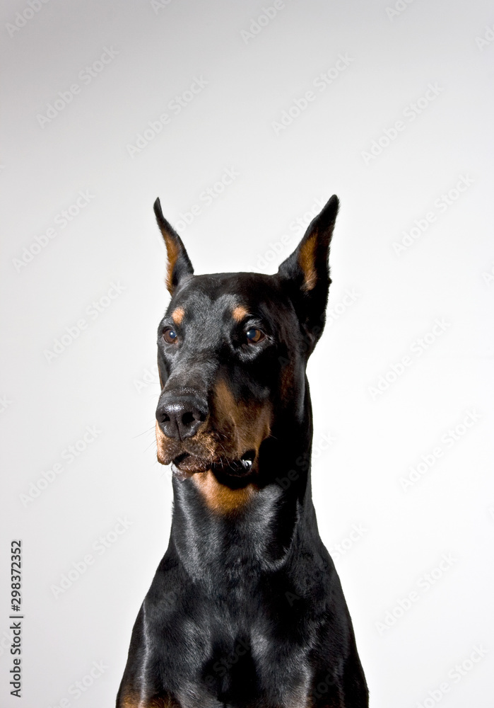 Doberman dog portrait on white background.