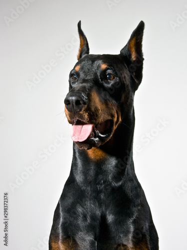Foto Doberman dog portrait on white background